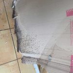 before-bracken-ridge-01 before-bracken-ridge-01